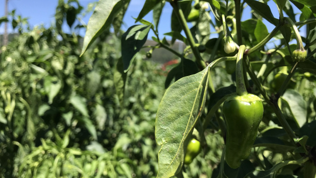 Zona de cultivo de los Pimientos de Herbón