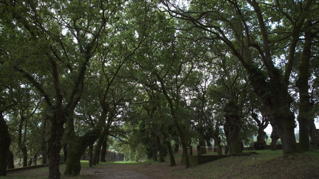 Carballeira do Convento de Santo Antonio de Herbón (oak grove)